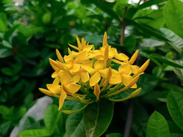 Bulanık arkaplanda yeşil yapraklarla çevrili sarı çiçekler.