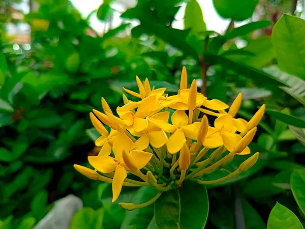 Bulanık arkaplanda yeşil yapraklarla çevrili sarı çiçekler.