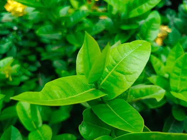 arkaplanı bulanık yeşil yapraklar