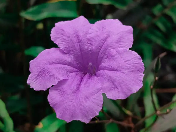 Bulanık arka planda yeşil yapraklarla çevrili mor altın çiçekler.