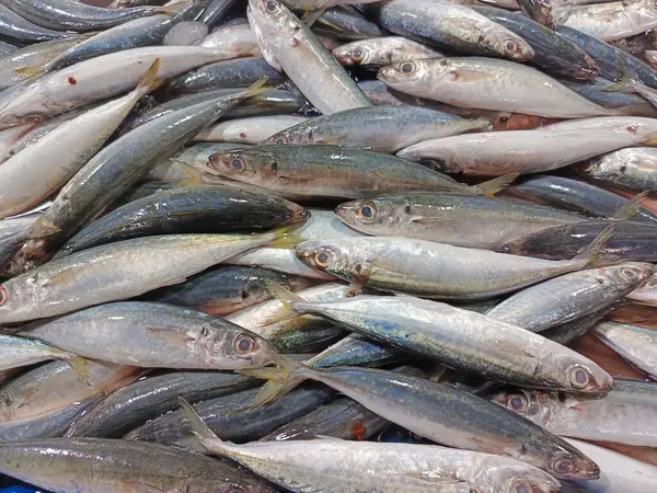 Pazarda taze uskumru balığı, deniz balığı istiflenmiş uskumru..