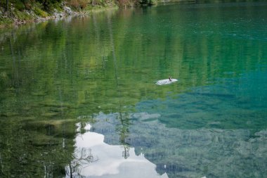 Ağaçları ve gökyüzünü yansıtan berrak turkuaz suyu olan sakin bir göl. Yalnız bir ördek sakin suda yüzer, yumuşak dalgalar yaratır..