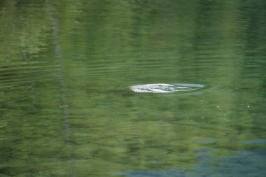 Çevredeki bitki örtüsünün yeşil renklerini yansıtan yumuşak dalgalı, dingin bir su yüzeyi. Su berrak, altındaki taşları ortaya çıkarıyor..