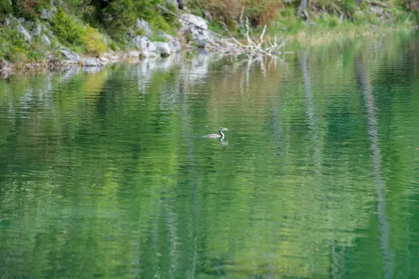 Ağaçları çevreleyen berrak yeşil suyla sakin bir göl manzarası. Tek bir kuş suda yüzerek hafif dalgalanmalar yaratır. Atmosfer sakin ve huzurlu, doğanın güzelliğini gösteriyor..