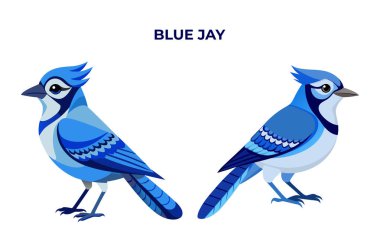 Beyaz arkaplan vektör illüstrasyonunda güzel Mavi Jay kuşu