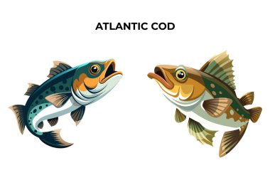 Ayrıntılı Atlantik Morina balığı vektör çizimi. 