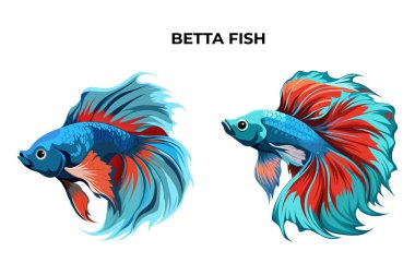 Detailed Bette Fish vector illustration.  clipart