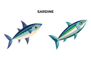 Detailed Sardine Fish vector illustration.  clipart