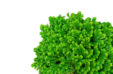 Selaginella yaprağı siyah arkaplanda izole edildi