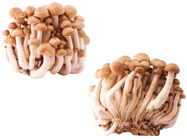 Kahverengi Shimeji mantarı ya da Buna shimeji beyaz arka planda kırpma yolu ile.