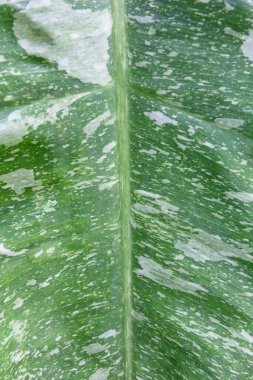Benekli yaprağın sırt tarafı yakın plan, Alocasia benekli yaprak arka plan. Yeşil yaprak dokusu arkaplanını kapat.