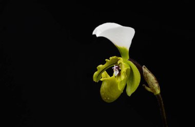 Paphiopedilum spicerianum flower macro detail on black background clipart