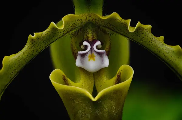 Paphiopedilum spicerianum çiçeği siyah arkaplan üzerinde makro detay