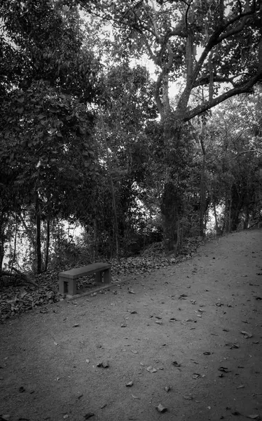 stock image A peaceful black and white photograph of a bench along a forest path, creating a quiet and reflective mood.