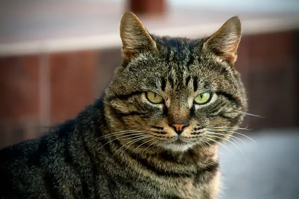 Evsiz, çizgili, yeşil gözlü bir kedi bulanık bir arkaplanda kameraya bakar..