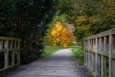 Çek Cumhuriyeti 'ndeki bir sonbahar parkında yeşil ağaçların arasında göze çarpan sarı bir ağaç. Yeşil ağaçların altında parlak bir sonbahar ağacı.