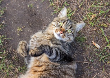 Evsiz tekir kedi yerde yatıyor ve kameraya bakıyor.