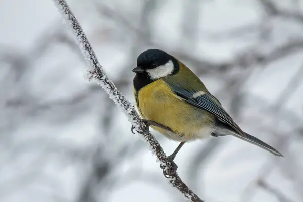 Parus Major bir kış günü bir dalda oturur. Bulanık bir arkaplanda kuşun yakın çekimi.