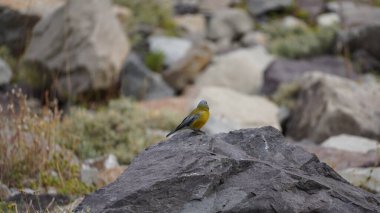 bir kayanın üzerinde kuş