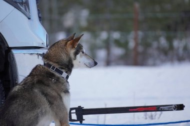 Yukon Quest 2024 'teki köpekler donuk manzaralı Whitehorse' da