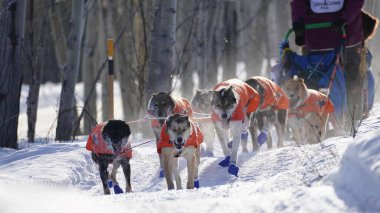 Yukon Quest 2024 'teki köpekler donuk manzaralı Whitehorse' da