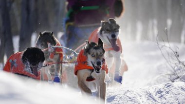 Yukon Quest 2024 'teki köpekler donuk manzaralı Whitehorse' da