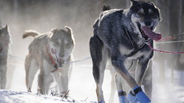 Yukon Quest 2024 'teki köpekler donuk manzaralı Whitehorse' da