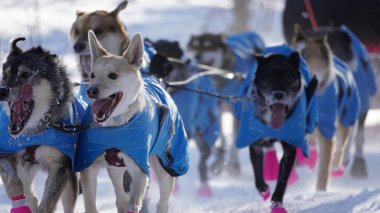 Yukon Quest 2024 'teki köpekler donuk manzaralı Whitehorse' da