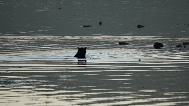 Bir siyah ayı Vancouver Adası 'ndaki nehrin kenarında yiyecek arıyor.