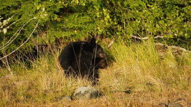 Bir siyah ayı Vancouver Adası 'ndaki nehrin kenarında yiyecek arıyor.