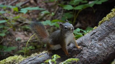 Doğada sevimli meraklı sincap