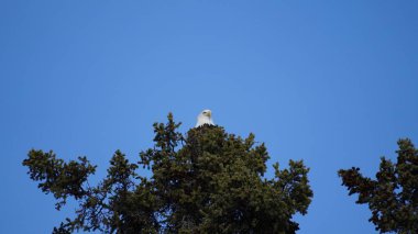 Ağacın tepesindeki kel kartal yiyecek arıyor.