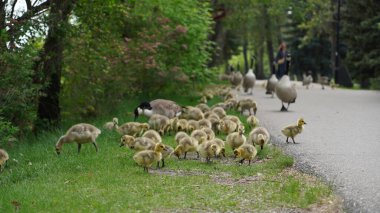 Canadian Goose on a Calgary park with their baby goslings clipart