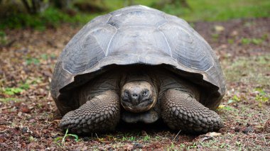 Güzel vahşi erkek Galapagos dev kaplumbağası Santa Cruz Adası 'nda