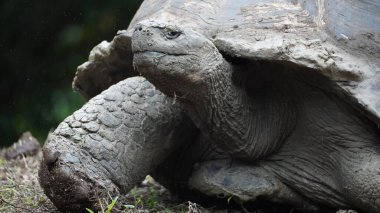 Güzel vahşi erkek Galapagos dev kaplumbağası Santa Cruz Adası 'nda