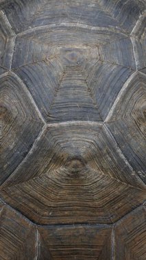 Güzel vahşi erkek Galapagos dev kaplumbağası Santa Cruz Adası 'nda