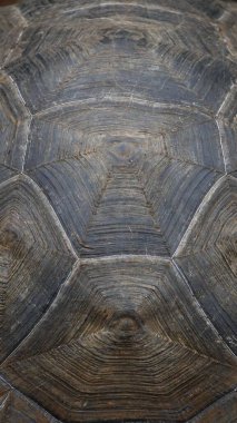 Güzel vahşi erkek Galapagos dev kaplumbağası Santa Cruz Adası 'nda