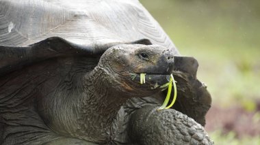 Beautiful wild male Galapagos giant tortoise on Santa Cruz Island clipart