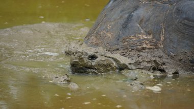 Güzel vahşi erkek Galapagos dev kaplumbağası Santa Cruz Adası 'nda