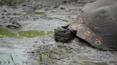 Güzel vahşi erkek Galapagos dev kaplumbağası Santa Cruz Adası 'nda
