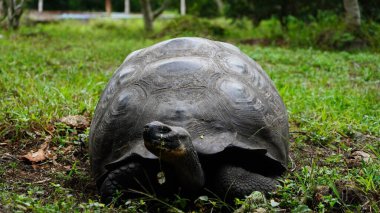 Güzel vahşi erkek Galapagos dev kaplumbağası Santa Cruz Adası 'nda