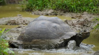 Güzel vahşi erkek Galapagos dev kaplumbağası Santa Cruz Adası 'nda