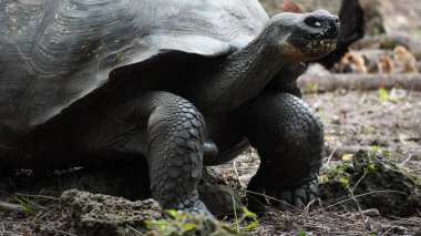 Güzel vahşi erkek Galapagos dev kaplumbağası Santa Cruz Adası 'nda