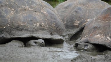 Güzel vahşi erkek Galapagos dev kaplumbağası Santa Cruz Adası 'nda