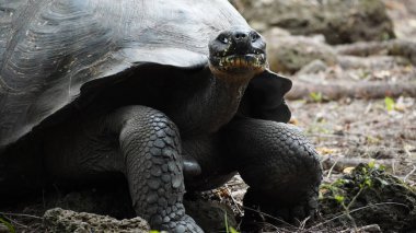 Güzel vahşi erkek Galapagos dev kaplumbağası Santa Cruz Adası 'nda