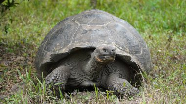 Beautiful wild male Galapagos giant tortoise on Santa Cruz Island clipart