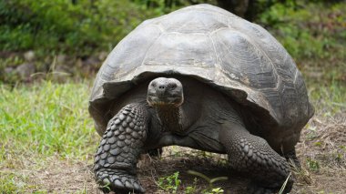 Güzel vahşi erkek Galapagos dev kaplumbağası Santa Cruz Adası 'nda