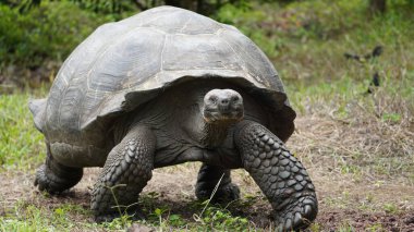 Güzel vahşi erkek Galapagos dev kaplumbağası Santa Cruz Adası 'nda