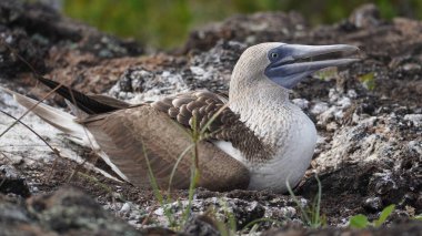 Mavi Ayaklı Memeler - Galapagos Adaları - Ekvador - Güney Amerika