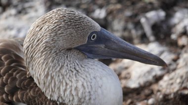 Mavi Ayaklı Memeler - Galapagos Adaları - Ekvador - Güney Amerika